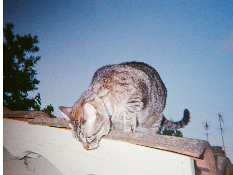 Photo chat sur un mur argentique Liva
